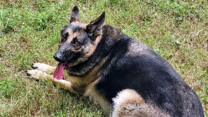 Help An Axa-pup whose Owner is in a Coma!