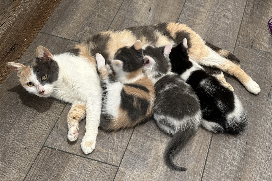 Axanar Animal Rescue Update!